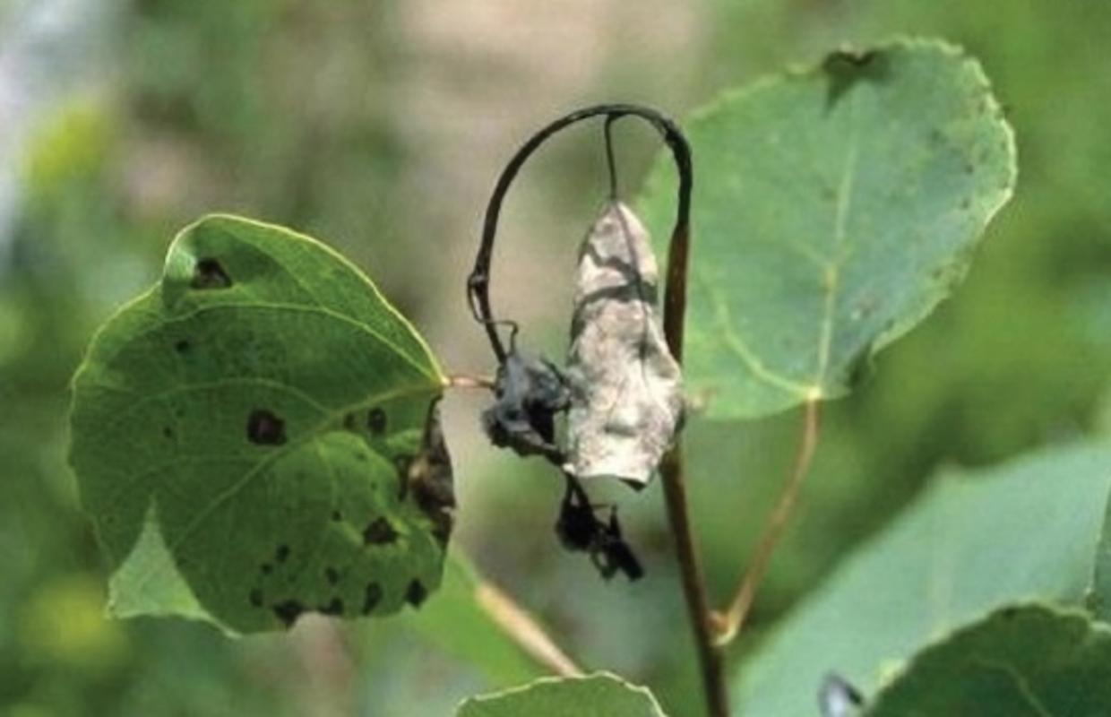 Aspen blackleaf