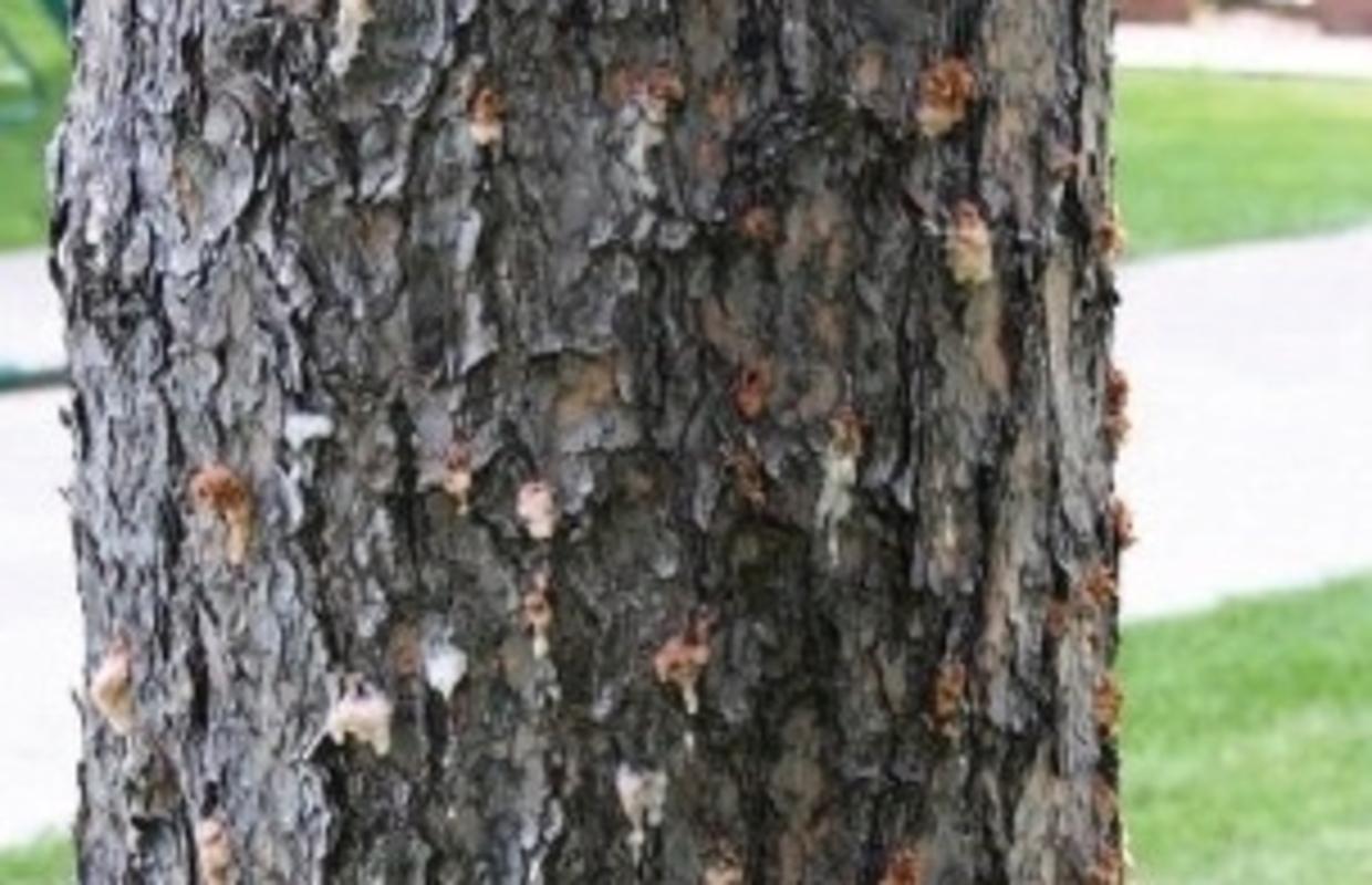 Pine Beetle