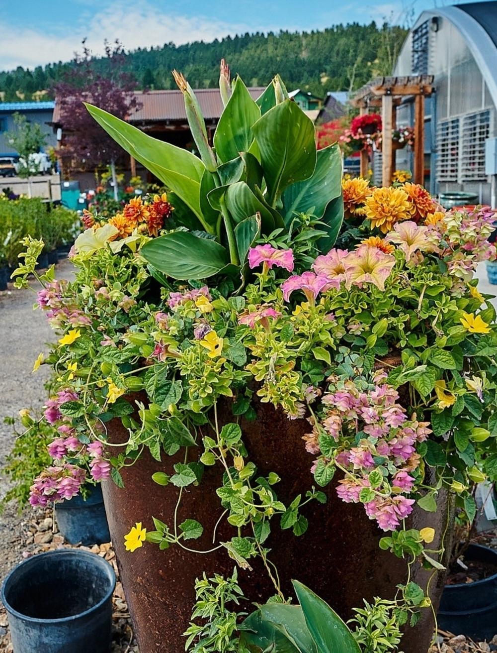 Container Garden