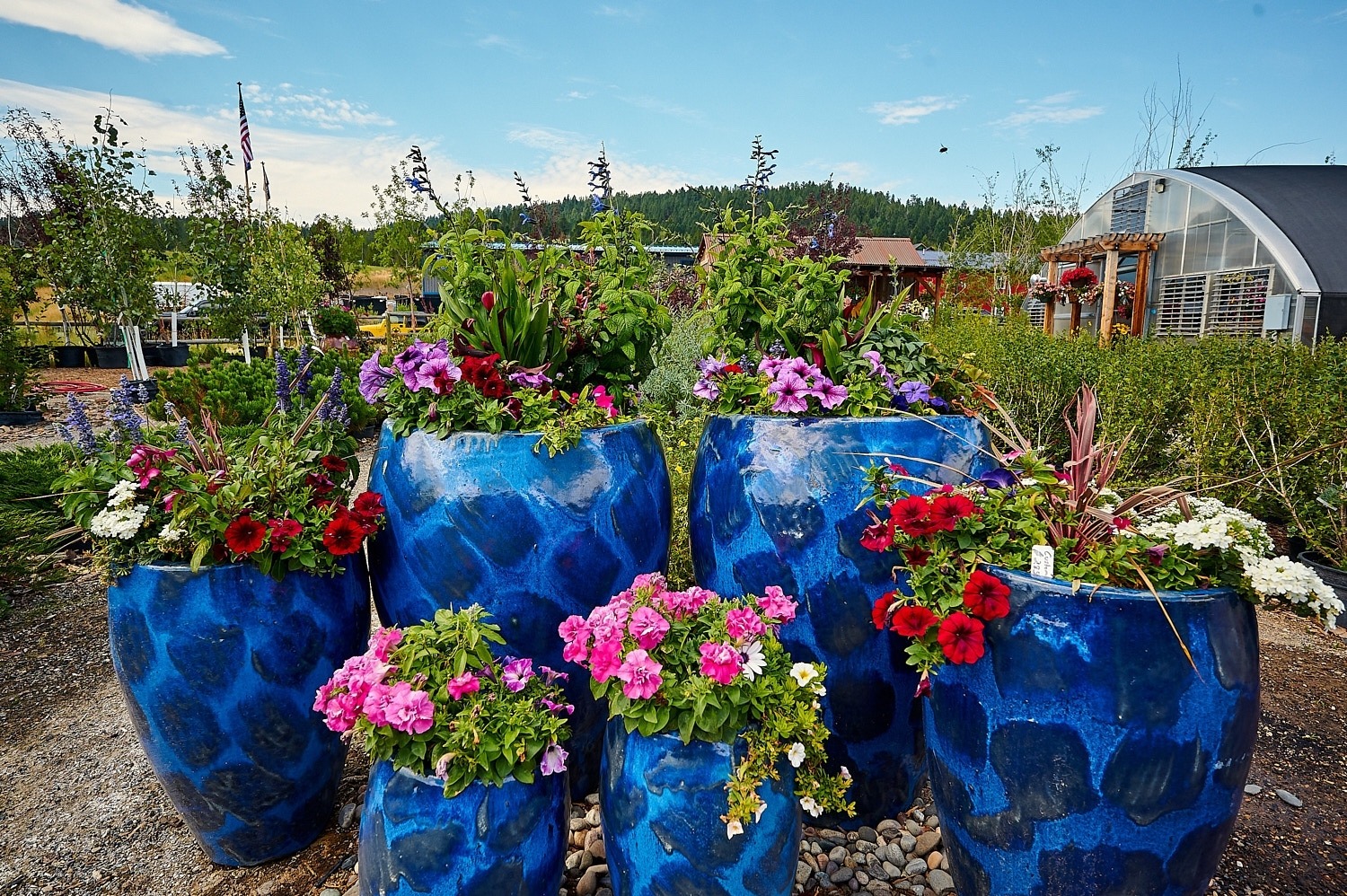 Container garden selections