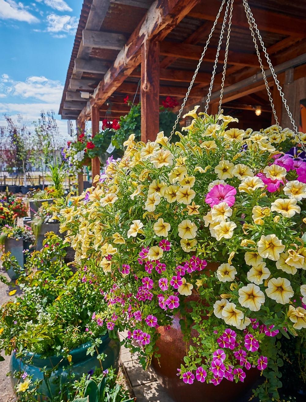Hanging Baskets