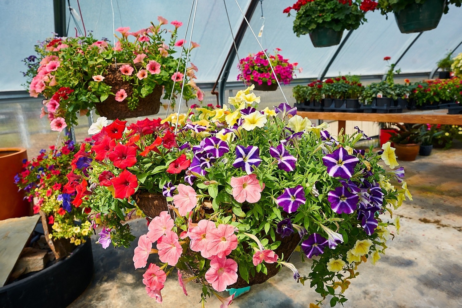Hanging Baskets