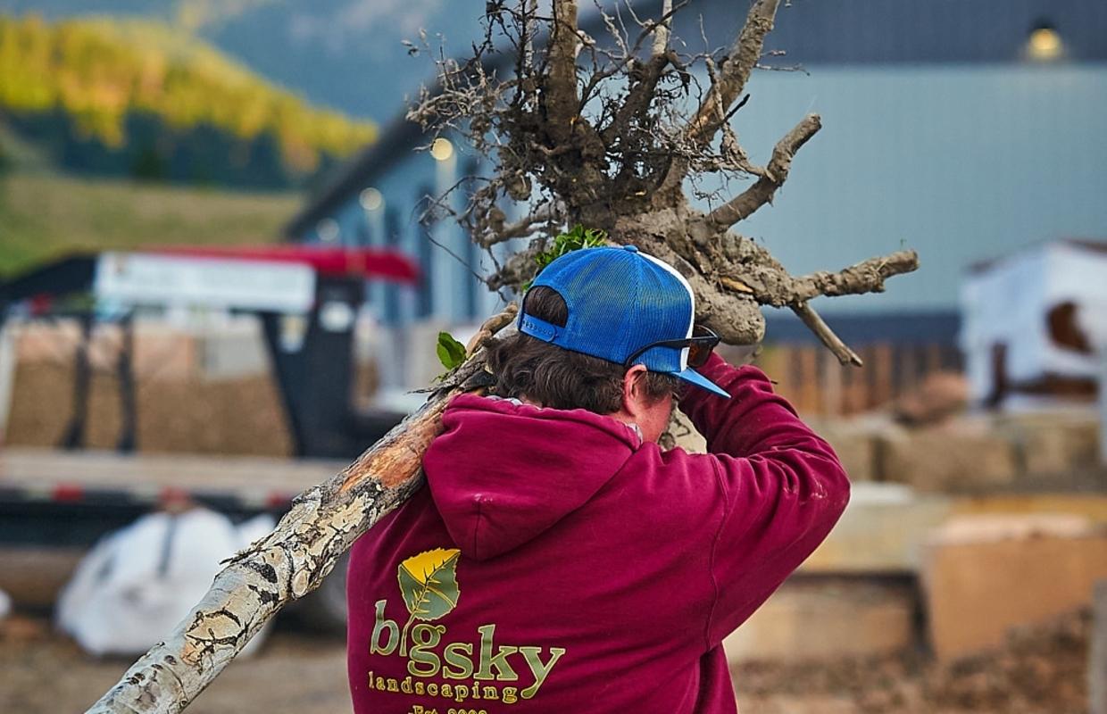 A Landscaper Moving a Tree