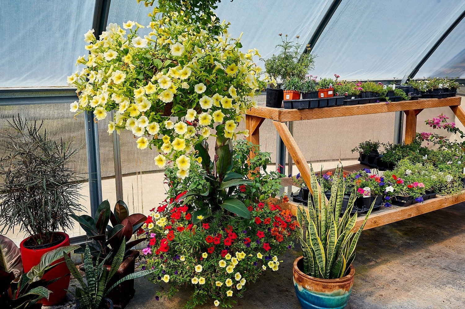 BSL Garden Center's selection